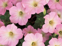 Blush Pink Petunia Flower seeds for Planting Shade Tolerant Heirloom & GMO Free Seeds for Home Garden 
 
 Sale