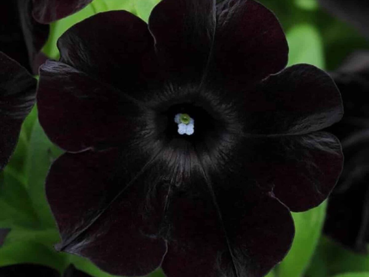 Black Cherry Petunia Flower seeds for Planting - Fragrant Blossoms, Heirloom & GMO Free Seeds for Home Garden
 
 Sale seeds for planting in home garden