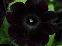 Black Cherry Petunia Flower seeds for Planting - Fragrant Blossoms, Heirloom & GMO Free Seeds for Home Garden
 
 Sale seeds for planting in home garden