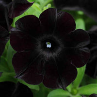 Black Cat Petunia Seeds Flower seeds for Planting - Sun Loving, Heirloom & GMO Free Seeds for Home Garden