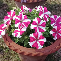 Petunia Pink & White Flower seeds for Planting - Compact Growth, Heirloom & GMO Free Seeds for Home Garden
