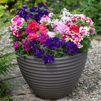 Mixed Pelleted Flower seeds for Planting - Bright Blooms, Heirloom & GMO Free Seeds for Home Garden