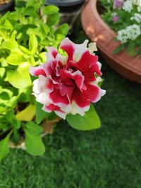 Multi-Flowered Double-Petal Petunia Seeds for Planting - Garden Blooms