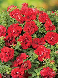 Double Madness Petunia Red Flower Planting Seeds - Vibrant Annual Seeds for Stunning Summer Blooms