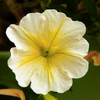 Yellow and White Petunia Flower seeds for Planting - Pollinator Friendly, Heirloom & GMO Free Seeds for Home Garden