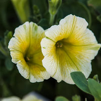 Yellow and White Petunia Flower seeds for Planting - Pollinator Friendly, Heirloom & GMO Free Seeds for Home Garden