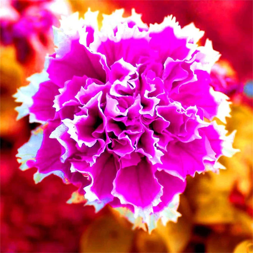 Petunia Shuttlecock Flowers in Garden Bed