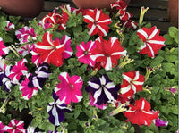 Oblique Mixed Colour Petunias brightening garden borders