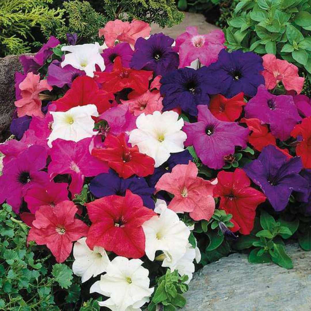Bright Blooms Mixed Petunia Flower Seeds For Planting