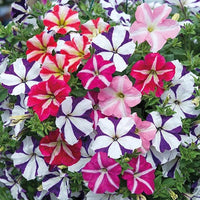 Mixed Colour Petunia flowers in hanging baskets