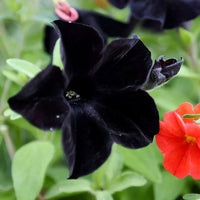 Black Velvet Petunias in Hanging Basket
