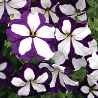 Purple & White Petunia Flower seeds for Planting - Garden Favorite, Heirloom & GMO Free Seeds for Home Garden