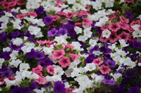 Petunias Mix Flower Planting Seeds for Vibrant Gardens