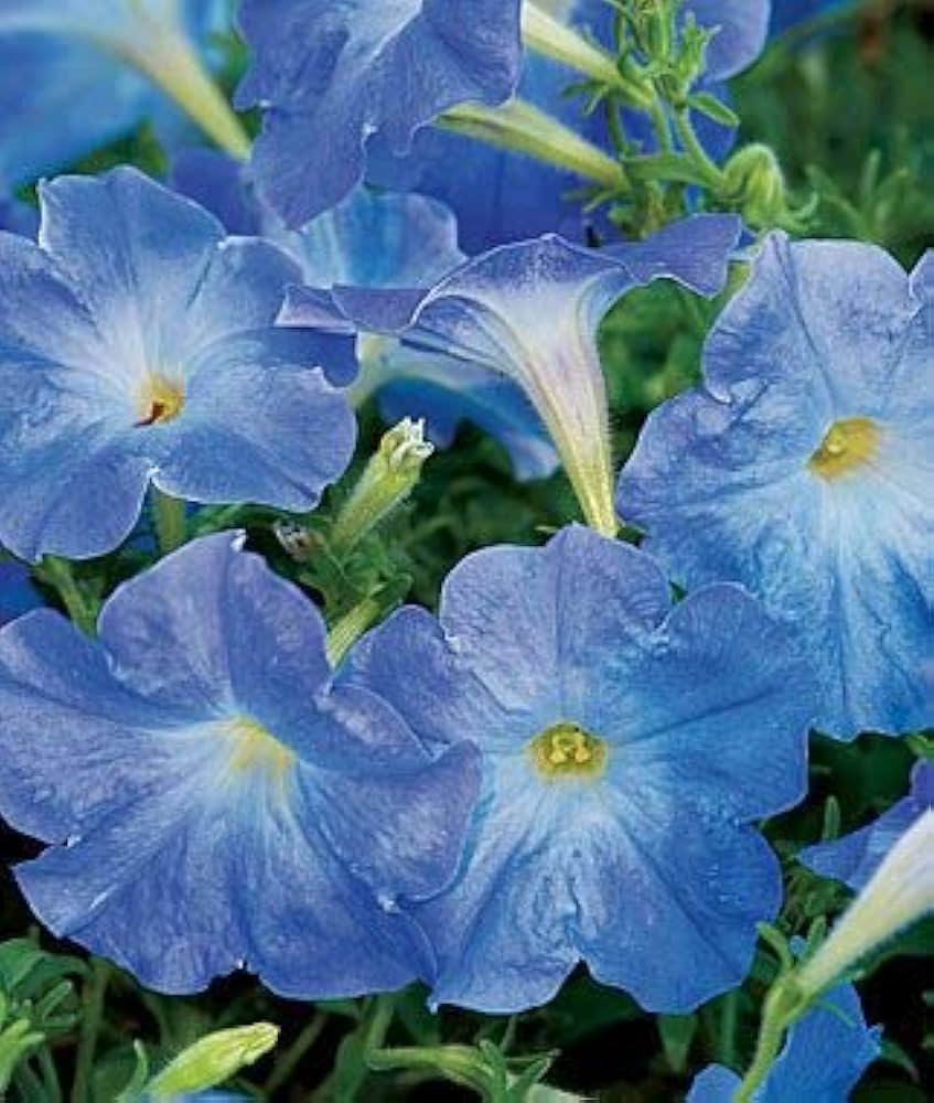 Petunia Seedlings Growing from Sky Blue Seeds