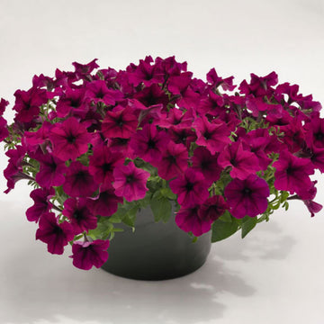 Burgundy Petunia Flower seeds for Planting - Shade Tolerant, Heirloom & GMO Free Seeds for Home Garden