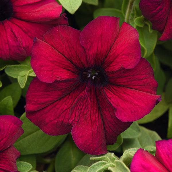 Dotted Burgundy Petunia Seeds for Planting Heirloom NONGMO Flower Seeds Easy to Grow Garden Blooms 
 
 Sale