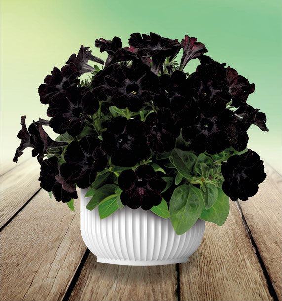 Petunia Debonair Black Cherry Flower seeds for Planting Fragrant Blossoms Heirloom & GMO Free Seeds for Home Garden