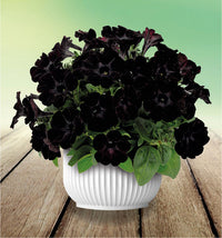 Petunia Debonair Black Cherry Flower seeds for Planting Fragrant Blossoms Heirloom & GMO Free Seeds for Home Garden