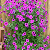 Pink Trailing Petunia Flower seeds for Planting - Hardy Variety, Heirloom & GMO Free Seeds for Home Garden