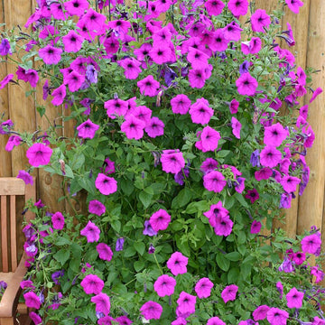 Pink Trailing Petunia Flower seeds for Planting - Hardy Variety, Heirloom & GMO Free Seeds for Home Garden
