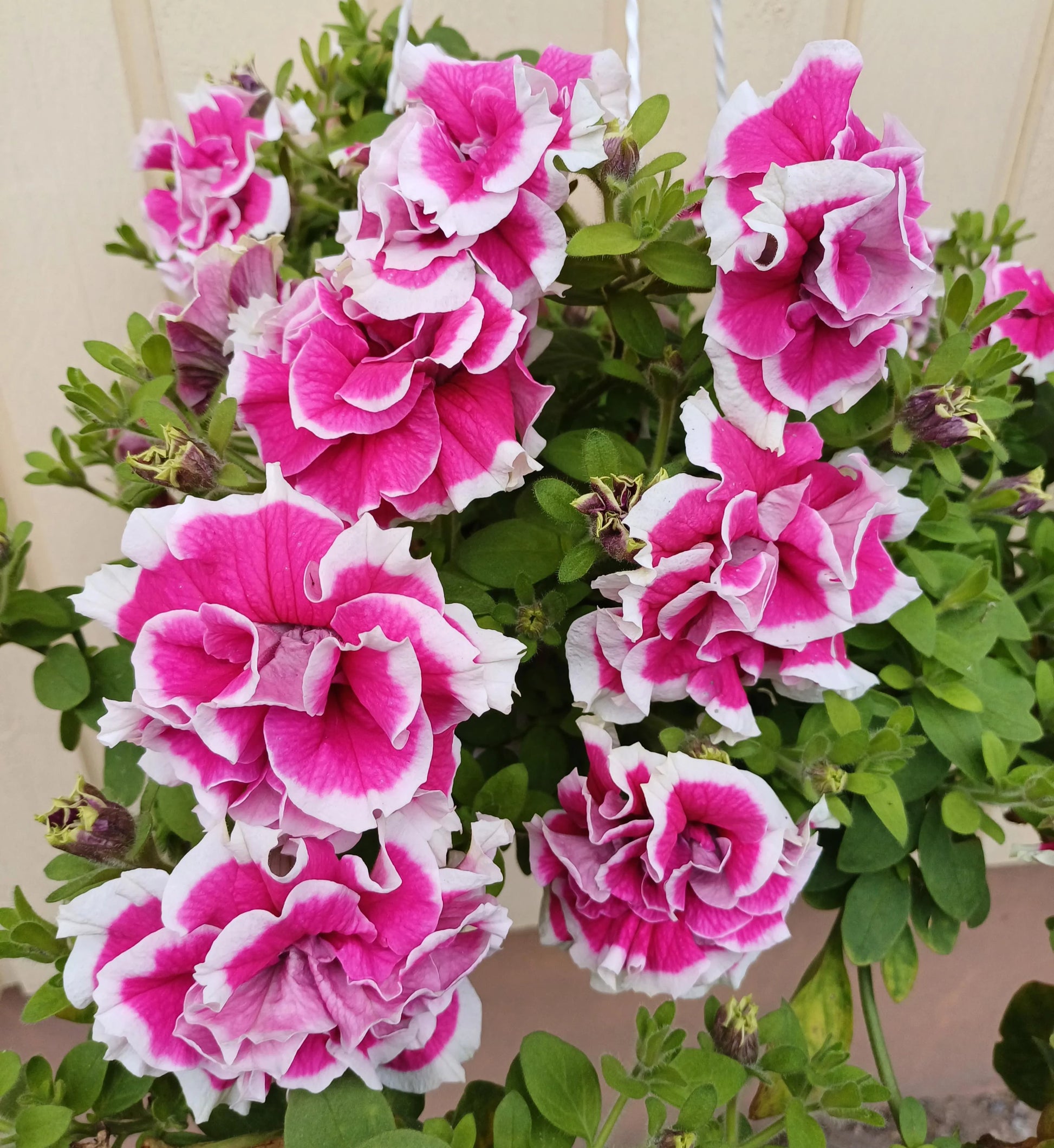 Petunia Double GF Pirouette Rose Flower seeds for Planting Compact Growth Heirloom & GMO Free Seeds for Home Garden