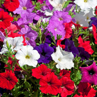 Tritunia Rosa Geäderte Petunia Seeds for Planting Soft Pink Garden Blooms