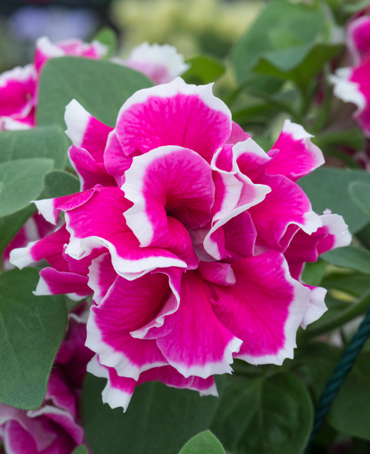 Petunia Double GF Pirouette Rose Flower seeds for Planting Compact Growth Heirloom & GMO Free Seeds for Home Garden