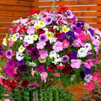 MultiColour Hanging Petunia Flower Seeds for Planting Heirloom NONGMO Easy to Grow Garden Blooms 
 
 Sale
