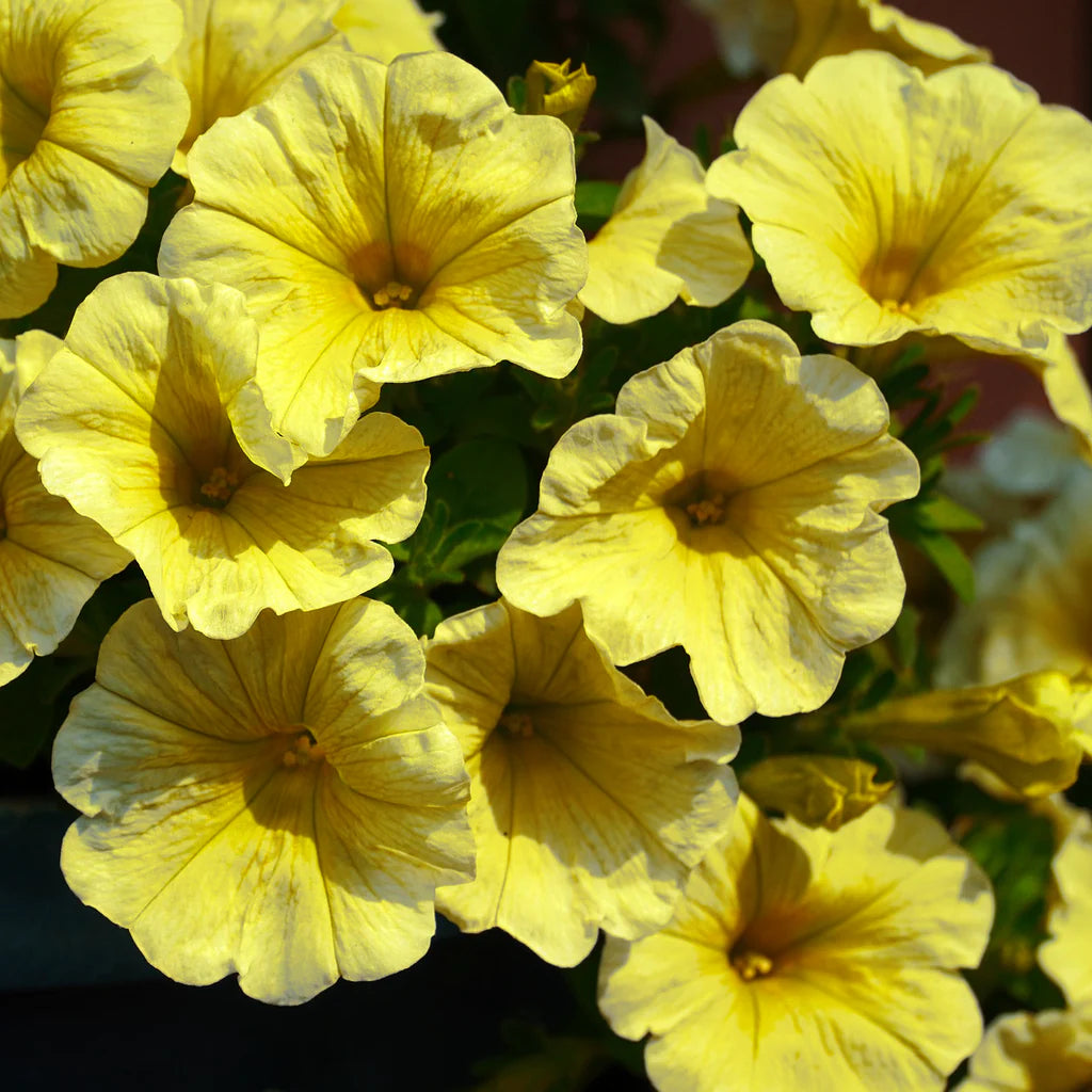 Light Yellow Petunia Seeds for Planting  Annual Blooms