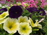 Light Yellow Petunia Seeds for Planting  Annual Blooms