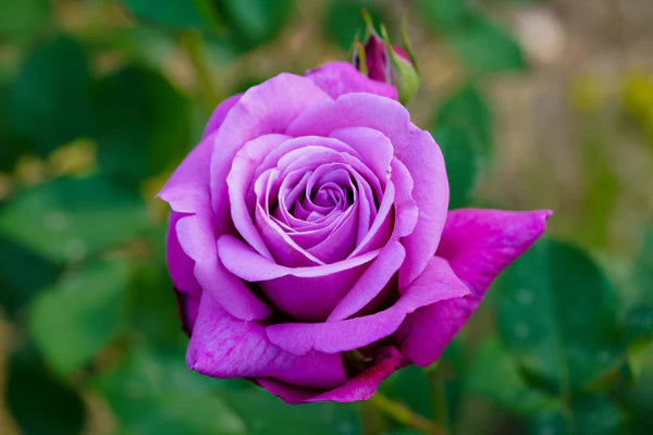 Purple Rose Flower seeds for Planting Easy to Grow Heirloom & GMO Free Seeds for Home Garden 
 
 Sale