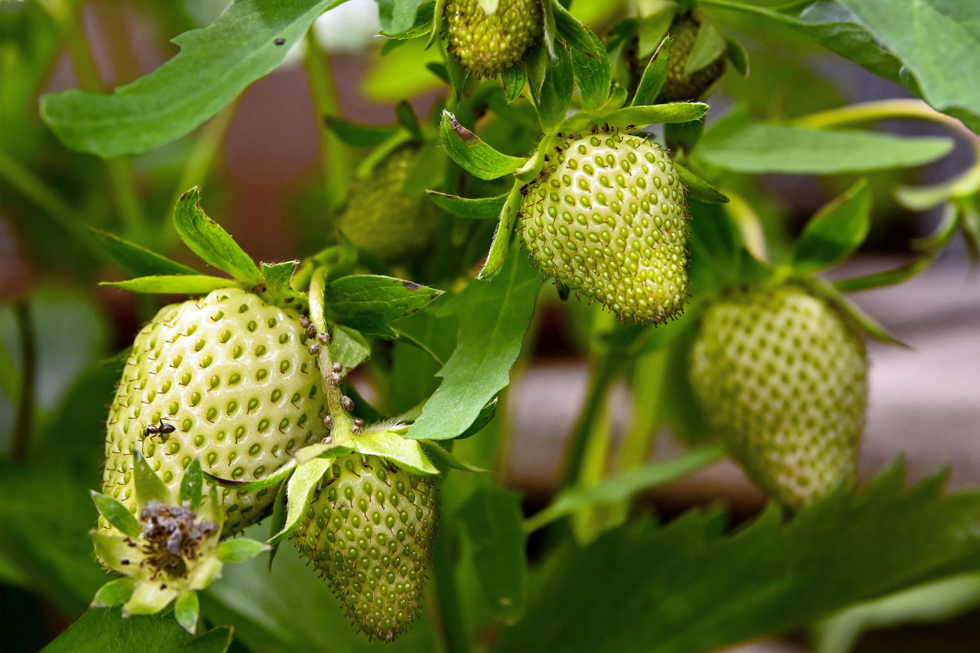 Green Strawberry Seeds for Planting