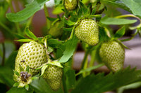 Green Strawberry Seeds for Planting
