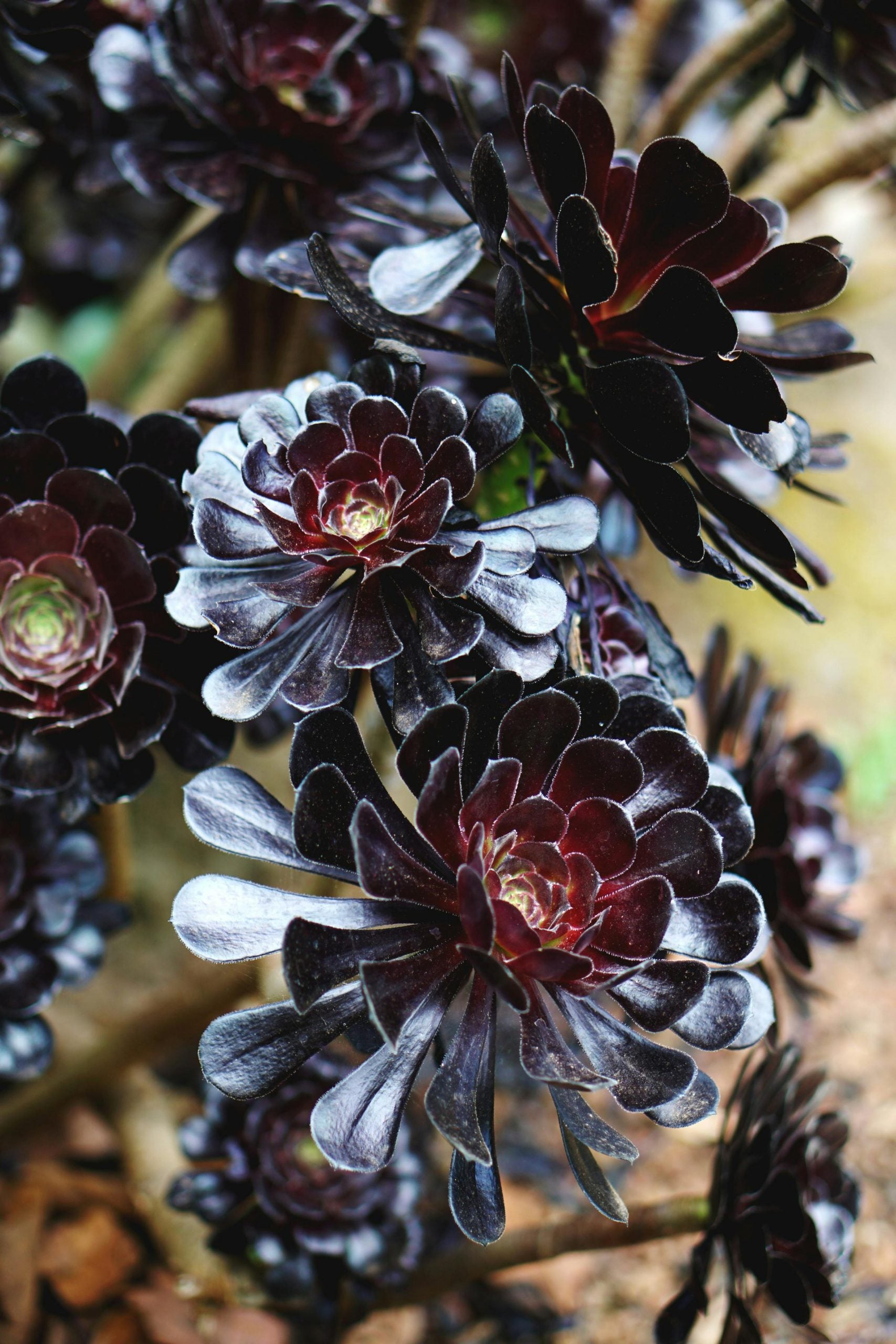 Black Succulent Flower Seeds Drought Tolerant Heirloom & GMO Free Seeds for Home Garden
 
 Sale