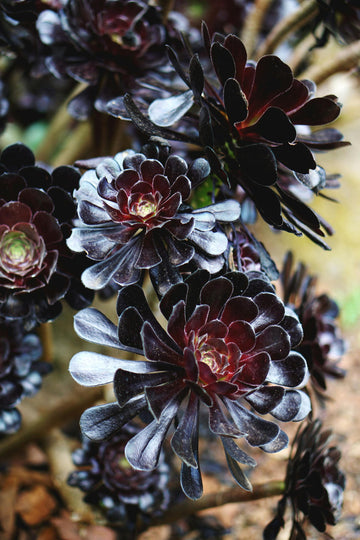 Black Succulent Flower Seeds Drought Tolerant Heirloom & GMO Free Seeds for Home Garden
 
 Sale