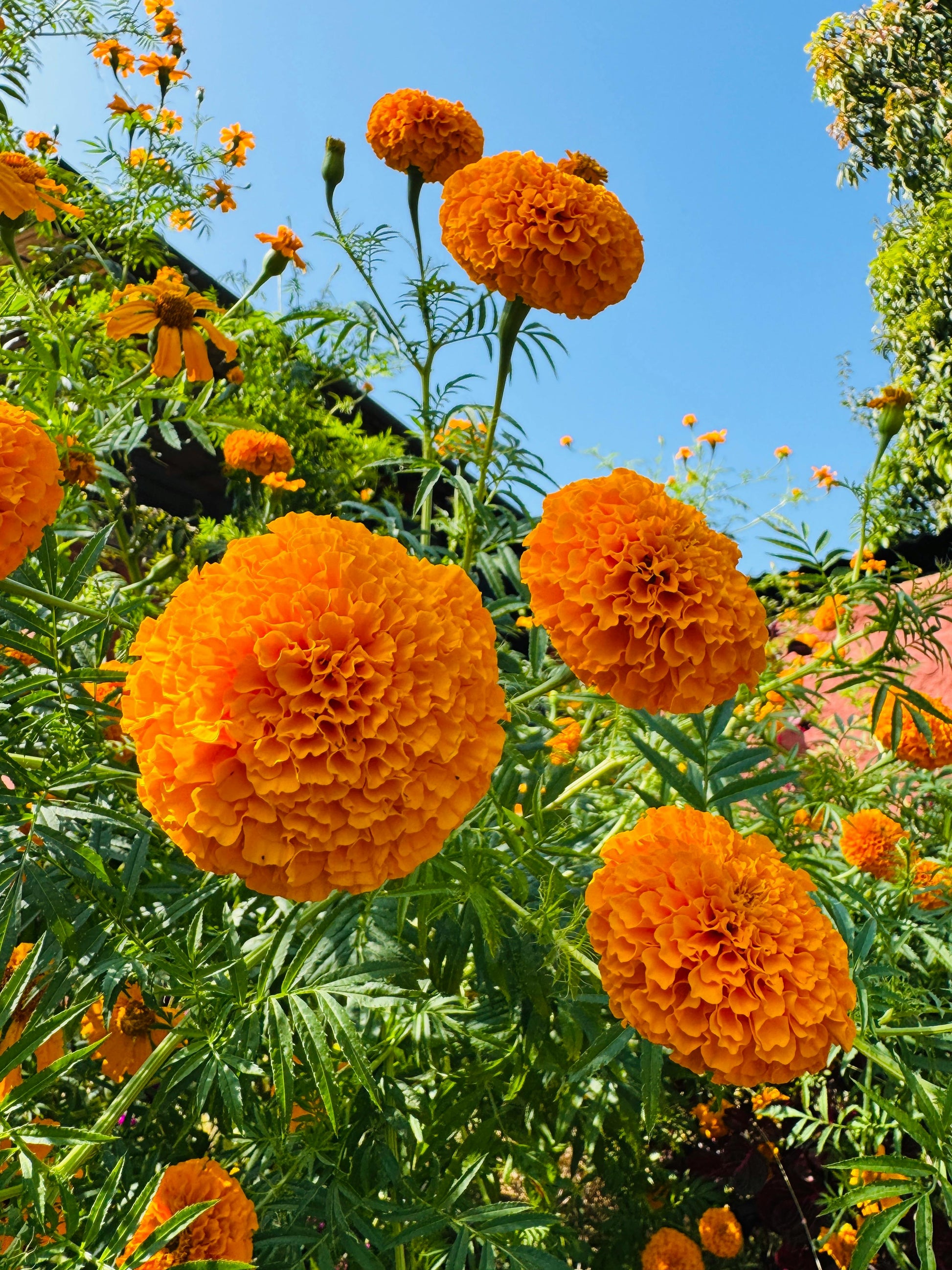 Orange Marigold Flower seeds for Planting Fragrant Blossoms Heirloom & GMO Free Seeds for Home Garden 
 
 Sale