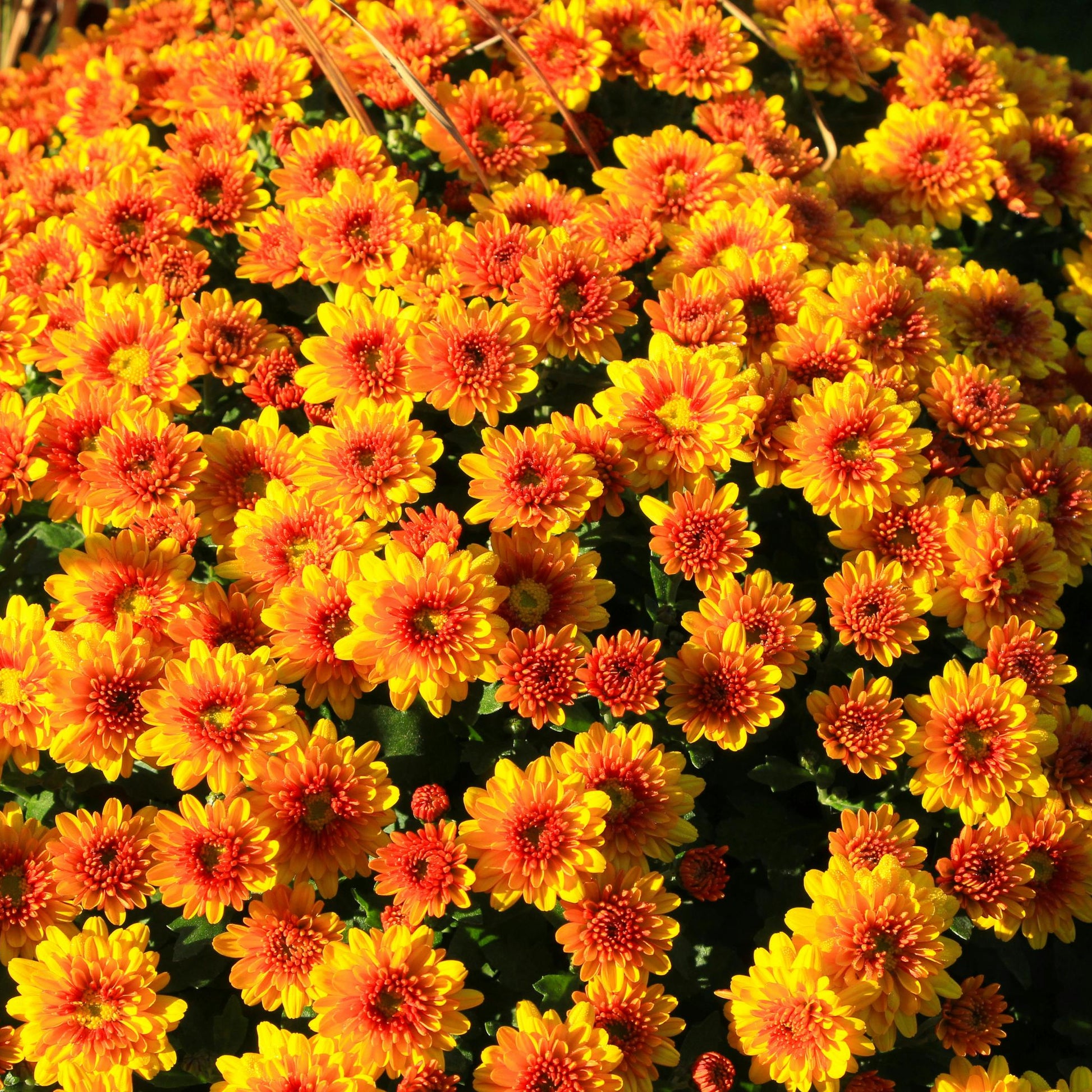 Orange Yellow Chrysanthemum Flower seeds for Planting - Low Maintenance, Heirloom & GMO Free Seeds for Home Garden