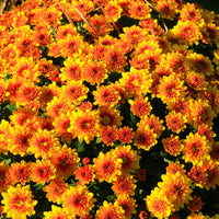 Orange Yellow Chrysanthemum Flower seeds for Planting - Low Maintenance, Heirloom & GMO Free Seeds for Home Garden