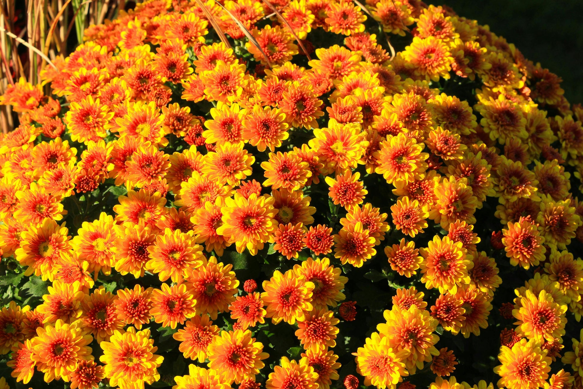Yellow Orange Chrysanthemum Flower seeds for Planting - Colorful Display, Heirloom & GMO Free Seeds for Home Garden