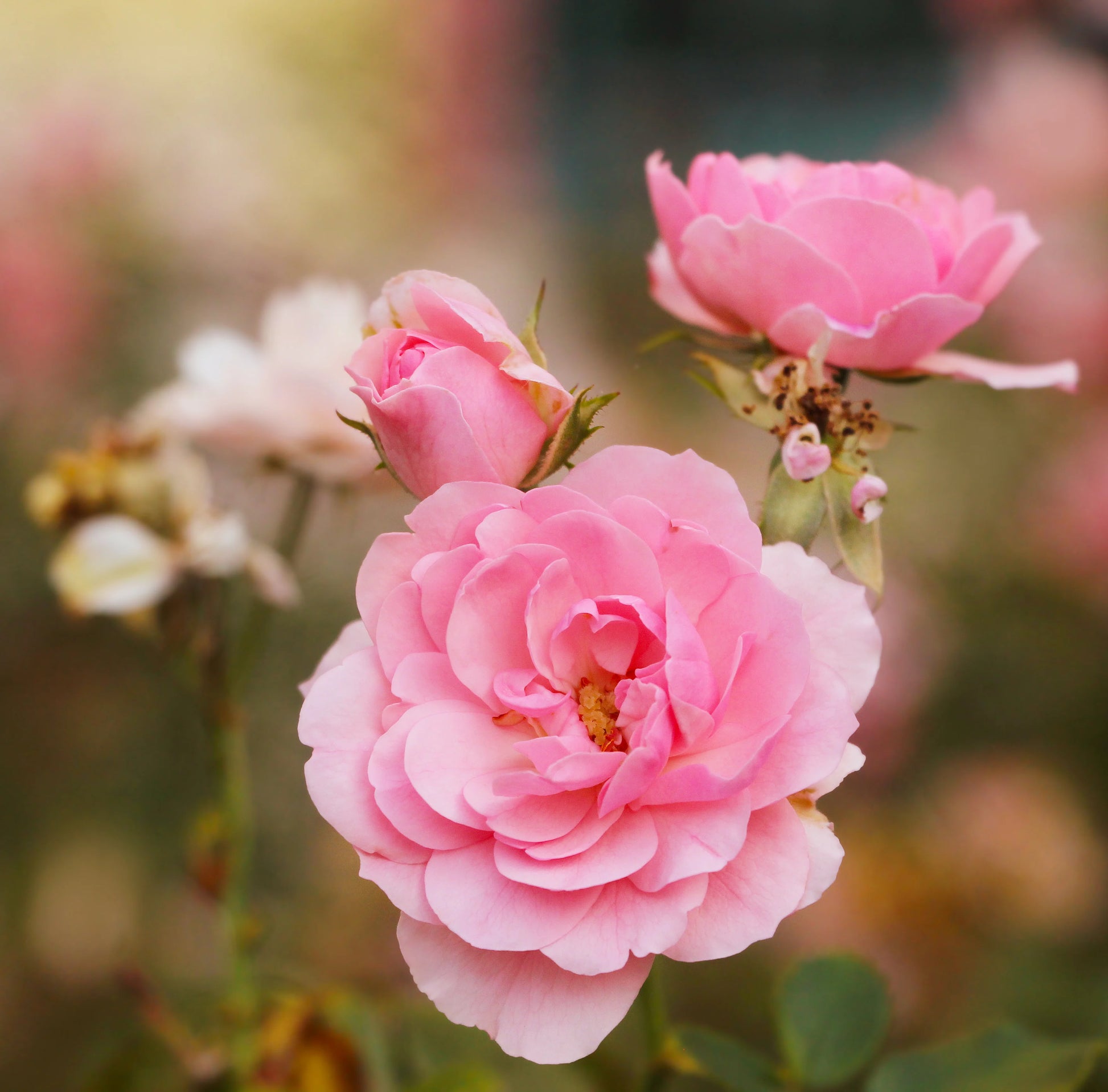 Baby Pink Dragon Rose Flower seeds for Planting - Cottage Garden Essential, Heirloom & GMO Free Seeds for Home Garden