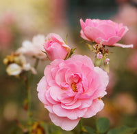 Baby Pink Dragon Rose Flower seeds for Planting - Cottage Garden Essential, Heirloom & GMO Free Seeds for Home Garden