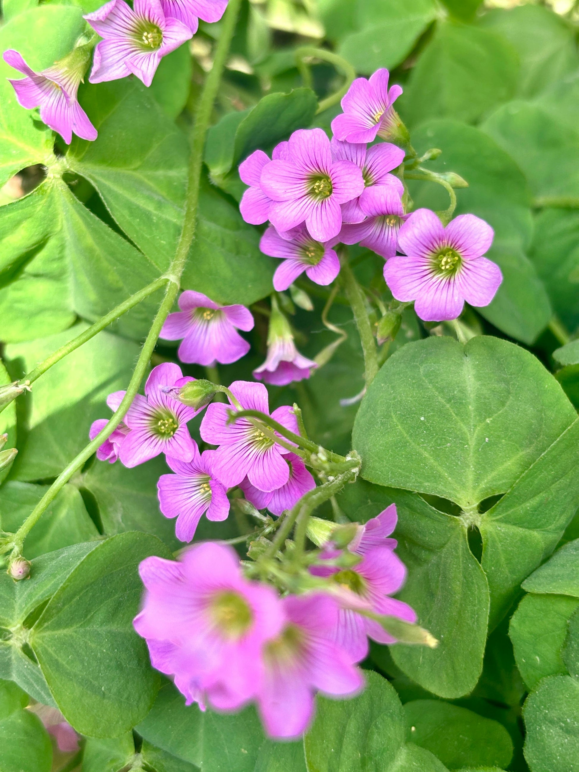 Pink Carpet Oxalis Seeds for Planting - Vibrant Perennial Flowers for Your Garden