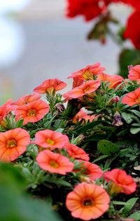 Orange Red Petunia Flower seeds for Planting Organic Quality Heirloom & GMO Free Seeds For Home Garden 
 
 Sale