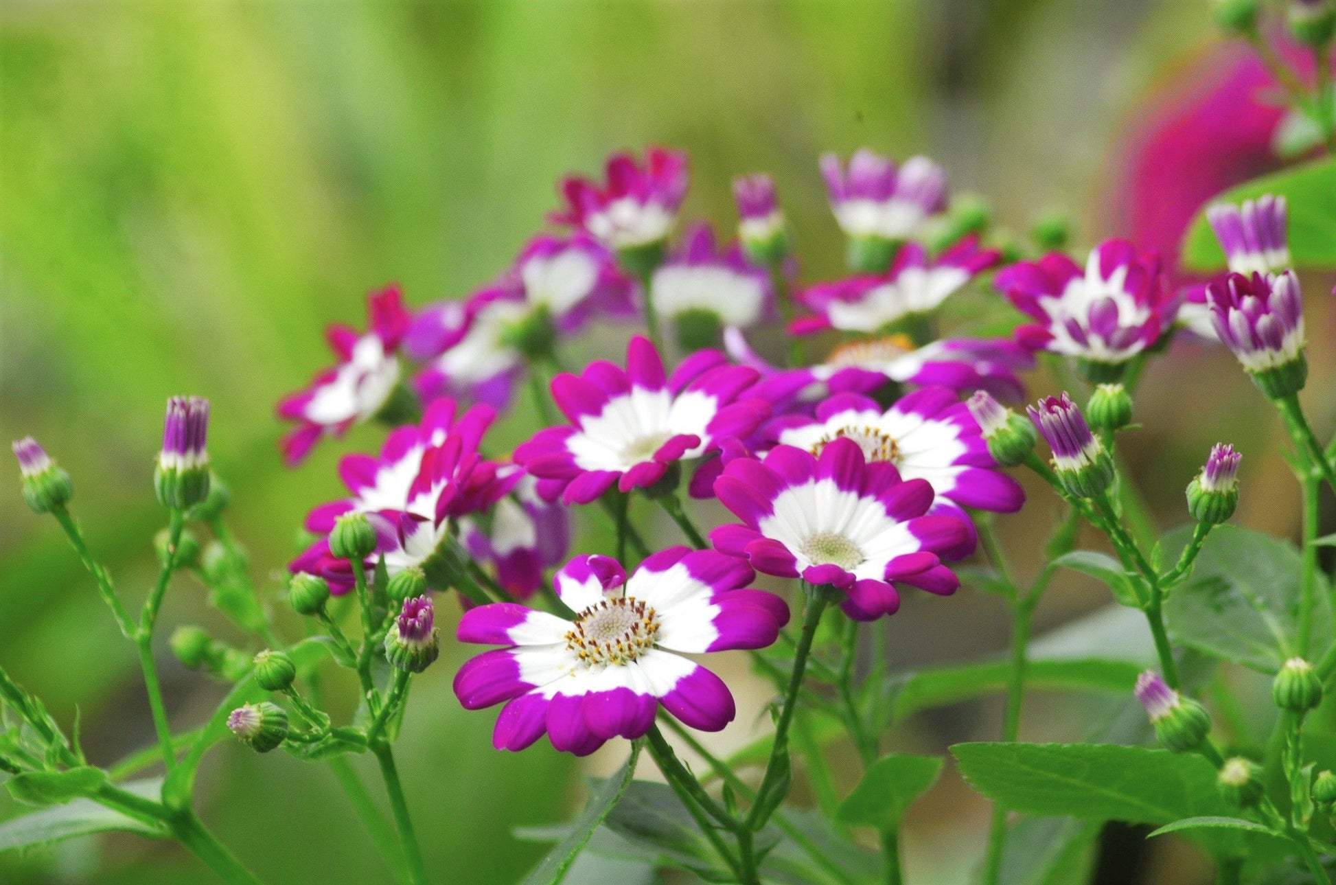 White Purple Cineraria Flower seeds for Planting - Vibrant Colors, Heirloom & GMO Free Seeds for Home Garden
