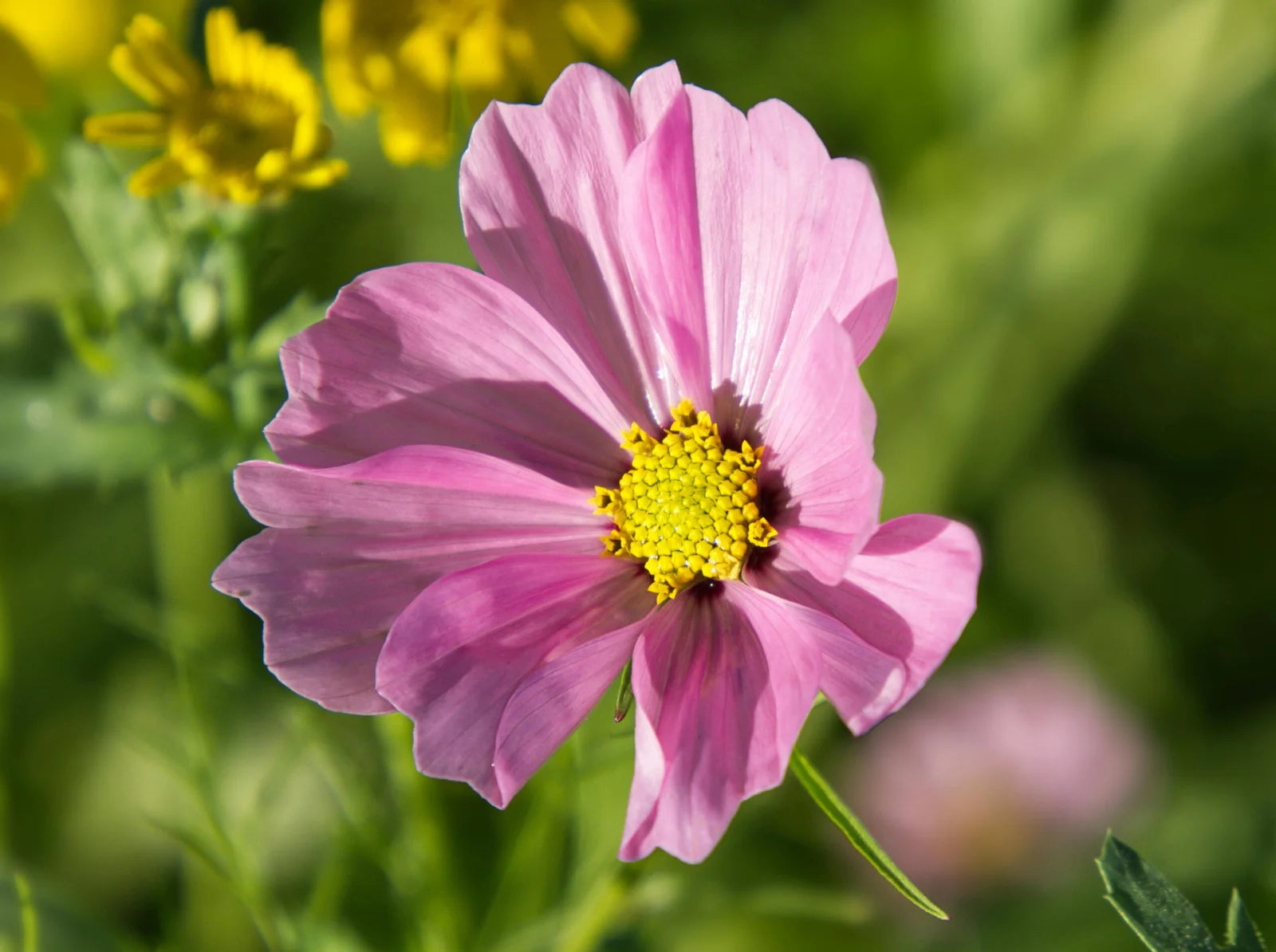 Cosmos Flower seeds for Planting Shade Tolerant Heirloom & GMO Free Seeds for Home Garden
