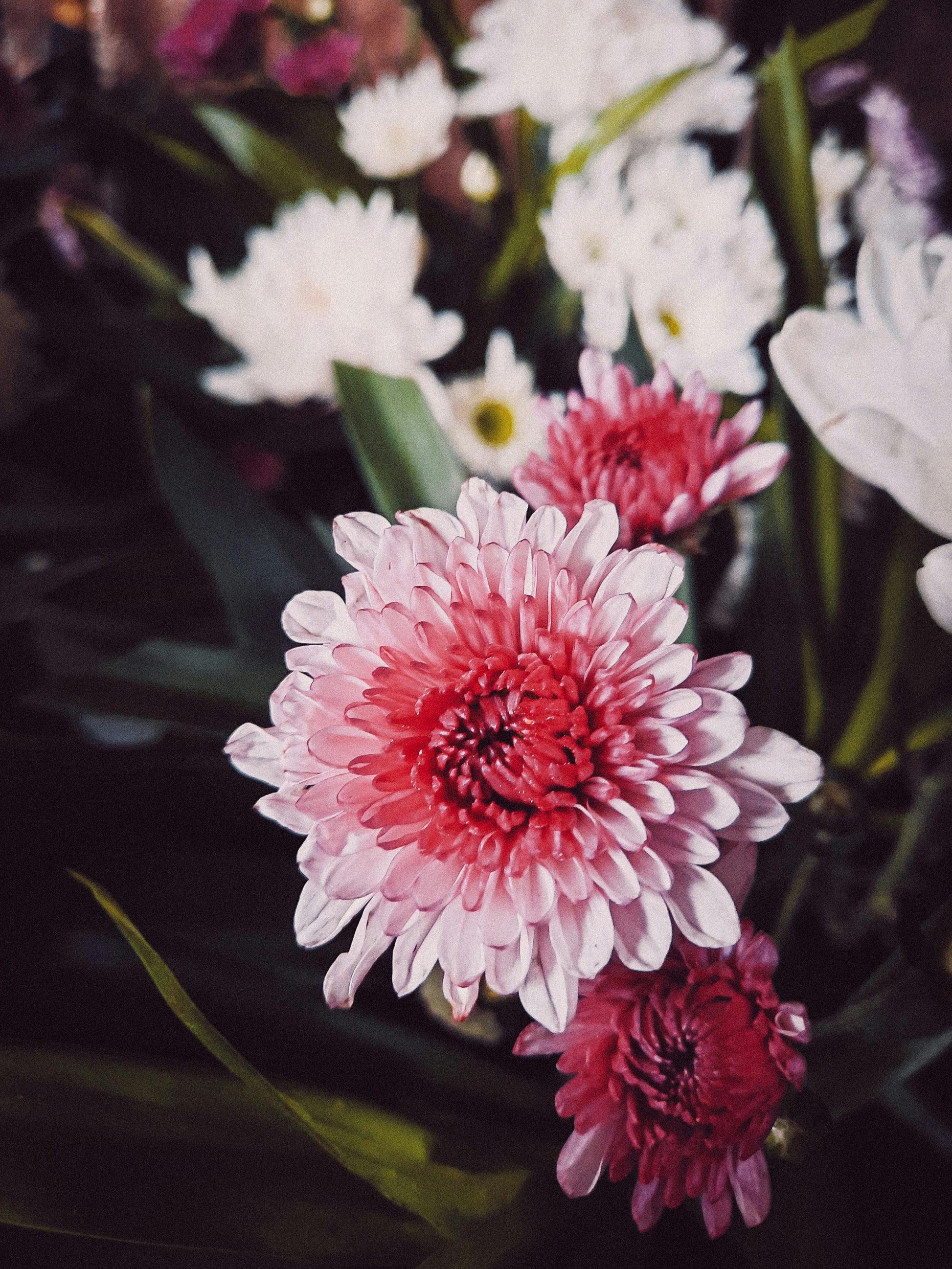 White Pink Chrysanthemum Flower seeds for Planting - Bright Blooms, Heirloom & GMO Free Seeds for Home Garden
