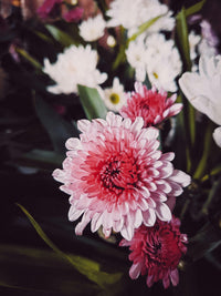 White Pink Chrysanthemum Flower seeds for Planting - Bright Blooms, Heirloom & GMO Free Seeds for Home Garden