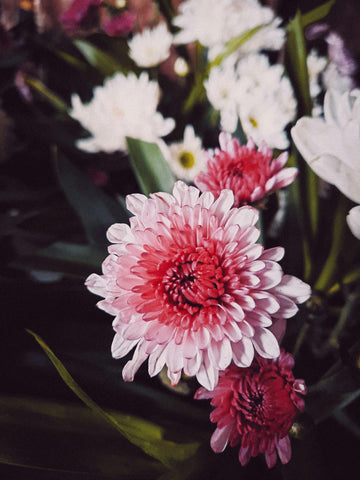 White Pink Chrysanthemum Flower seeds for Planting - Bright Blooms, Heirloom & GMO Free Seeds for Home Garden