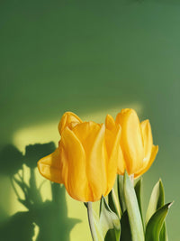 Yellow Tulip Flower Seeds for Garden Low Maintenance Heirloom & GMO Free Seeds for Home Garden
 
 Sale