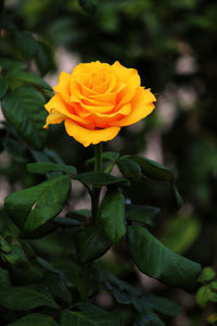 Yellow Rose Flower seeds for Planting - Cut Flower Favorite, Heirloom & GMO Free Seeds for Home Garden